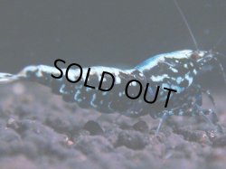 画像1: 419　K【KOREA MAX！】コスパMAX！BMGミドルお宝【SECOND】