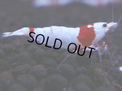 画像1: 374　H【KOREA MAX！】超人気！ウルトラレッド【SECOND】