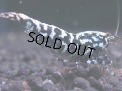 画像1: 409　K【KOREA MAX！】コスパMAX！BMGミドルお宝【SECOND】