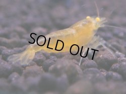 画像1: 488　A【KOREA MAX！】GOLD EYE【SECOND】