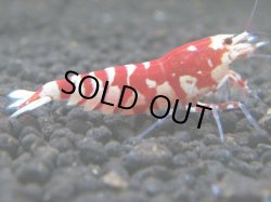 画像1: 496　A【KOREA MAX！】ECOPIA RFT種親【SECOND】