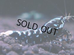 画像1: 411　K【KOREA MAX！】コスパMAX！BMGミドルお宝【SECOND】