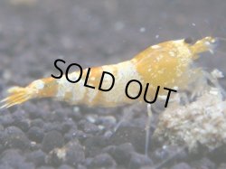 画像1: 480　K【KOREA MAX！】CGS！【SECOND】