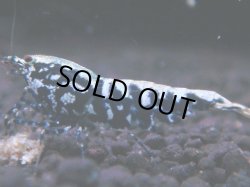 画像1: 431　K【KOREA MAX！】コスパMAX！BMGミドルお宝【SECOND】