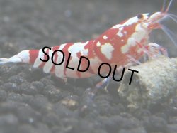 画像1: 493　A【KOREA MAX！】ECOPIA RFT種親【SECOND】