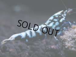 画像1: 430　K【KOREA MAX！】コスパMAX！BMGミドルお宝【SECOND】