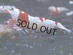 画像1: 314　H【KOREA MAX！】コスパMAX！ウルトラノンブラ【SECOND】