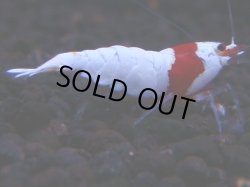 画像1: 373　H【KOREA MAX！】超人気！ウルトラレッド【SECOND】