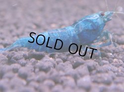 画像1: 462　C【KOREA MAX！】ターコイズフルサイズ♀【SECOND】