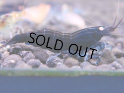 画像1: 481　A【KOREA MAX！】GOLD EYE【SECOND】