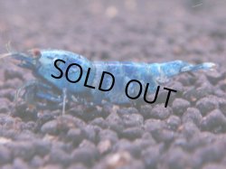 画像1: 461　C【KOREA MAX！】ターコイズフルサイズ♀【SECOND】