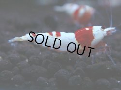 画像1: 395　H【KOREA MAX！】ハイグレード血統！HY shrimp【SECOND】