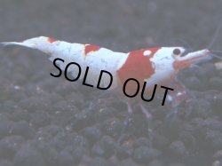 画像1: 329　H【KOREA MAX！】コスパMAX！ウルトラノンブラ【SECOND】