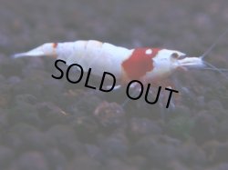 画像1: 362　H【KOREA MAX！】超人気！ウルトラレッド【SECOND】