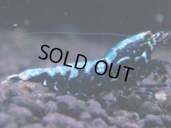 画像1: 435　K【KOREA MAX！】コスパMAX！BMGミドルお宝【SECOND】