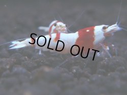 画像1: 392　H【KOREA MAX！】ハイグレード血統！HY shrimp【SECOND】