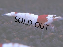 画像1: 355　H【KOREA MAX！】超人気！ウルトラレッド【SECOND】