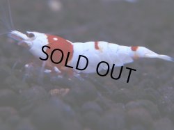 画像1: 370　H【KOREA MAX！】超人気！ウルトラレッド【SECOND】