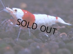 画像1: 356　H【KOREA MAX！】超人気！ウルトラレッド【SECOND】