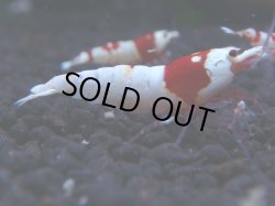 画像1: 328　H【KOREA MAX！】コスパMAX！ウルトラノンブラ【SECOND】