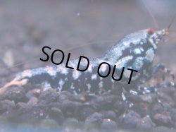 画像1: 404　K【KOREA MAX！】コスパMAX！BMGミドルお宝【SECOND】