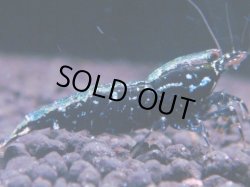 画像1: 444　K【KOREA MAX！】コスパMAX！BMGミドルお宝【SECOND】