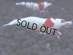 画像1: 310　H【KOREA MAX！】コスパMAX！ウルトラノンブラ【SECOND】