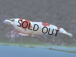 画像1: 316　H【KOREA MAX！】コスパMAX！ウルトラノンブラ【SECOND】