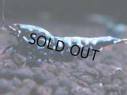 画像1: 448　K【KOREA MAX！】コスパMAX！BMGミドルお宝【SECOND】