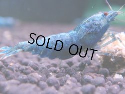 画像1: 465　C【KOREA MAX！】ターコイズフルサイズ♀【SECOND】