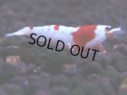 画像1: 365　H【KOREA MAX！】超人気！ウルトラレッド【SECOND】