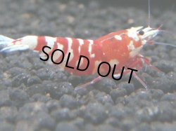 画像1: 492　A【KOREA MAX！】ECOPIA RFT種親【SECOND】