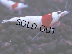 画像1: 358　H【KOREA MAX！】超人気！ウルトラレッド【SECOND】