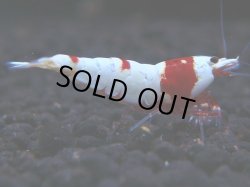 画像1: 390　H【KOREA MAX！】ハイグレード血統！HY shrimp【SECOND】