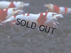 画像1: 309　H【KOREA MAX！】コスパMAX！ウルトラノンブラ【SECOND】