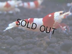 画像1: 313　H【KOREA MAX！】コスパMAX！ウルトラノンブラ【SECOND】