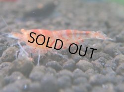 画像1: 484　A【KOREA MAX！】GOLD EYE【SECOND】