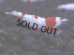 画像1: 380　H【KOREA MAX！】超人気！ウルトラレッド【SECOND】