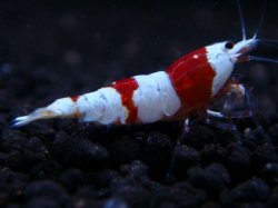 画像1: 349　H【KOREA MAX！】バンドハイグレード！三好池のトシ【SECOND】