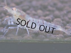 画像1: 483　A【KOREA MAX！】GOLD EYE【SECOND】