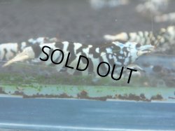 画像1: 458　P【KOREA MAX！】BFT種親！【SECOND】