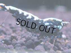 画像1: 424　K【KOREA MAX！】コスパMAX！BMGミドルお宝【SECOND】