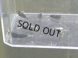 画像1: 011　H【スプリットタイムセール】SAMURAI BLUE プラケース内丸ごとセット