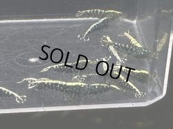 画像2: 004　C【スプリットタイムセール】フィッシュボーンスターター プラケース内丸ごとセット