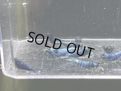 画像3: 005　C【スプリットタイムセール】マテリアルブルーアダルトメスMIX プラケース内丸ごとセット