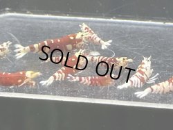 画像2: 016　H【スプリットタイムセール】RFT プラケース内丸ごとセット