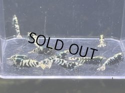 画像1: 002　C【スプリットタイムセール】アダルト種親メス多いBLACK BATICLE プラケース内丸ごとセット