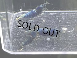 画像2: 015　H【スプリットタイムセール】マテリアルブルー種親メス 2.0-2.4センチ級 プラケース内丸ごとセット