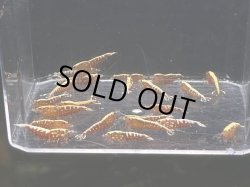 画像1: 003　C【スプリットタイムセール】メス多いレッドフィッシュボーンスターター プラケース内丸ごとセット