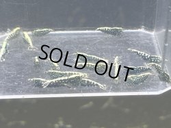 画像1: 004　C【スプリットタイムセール】フィッシュボーンスターター プラケース内丸ごとセット